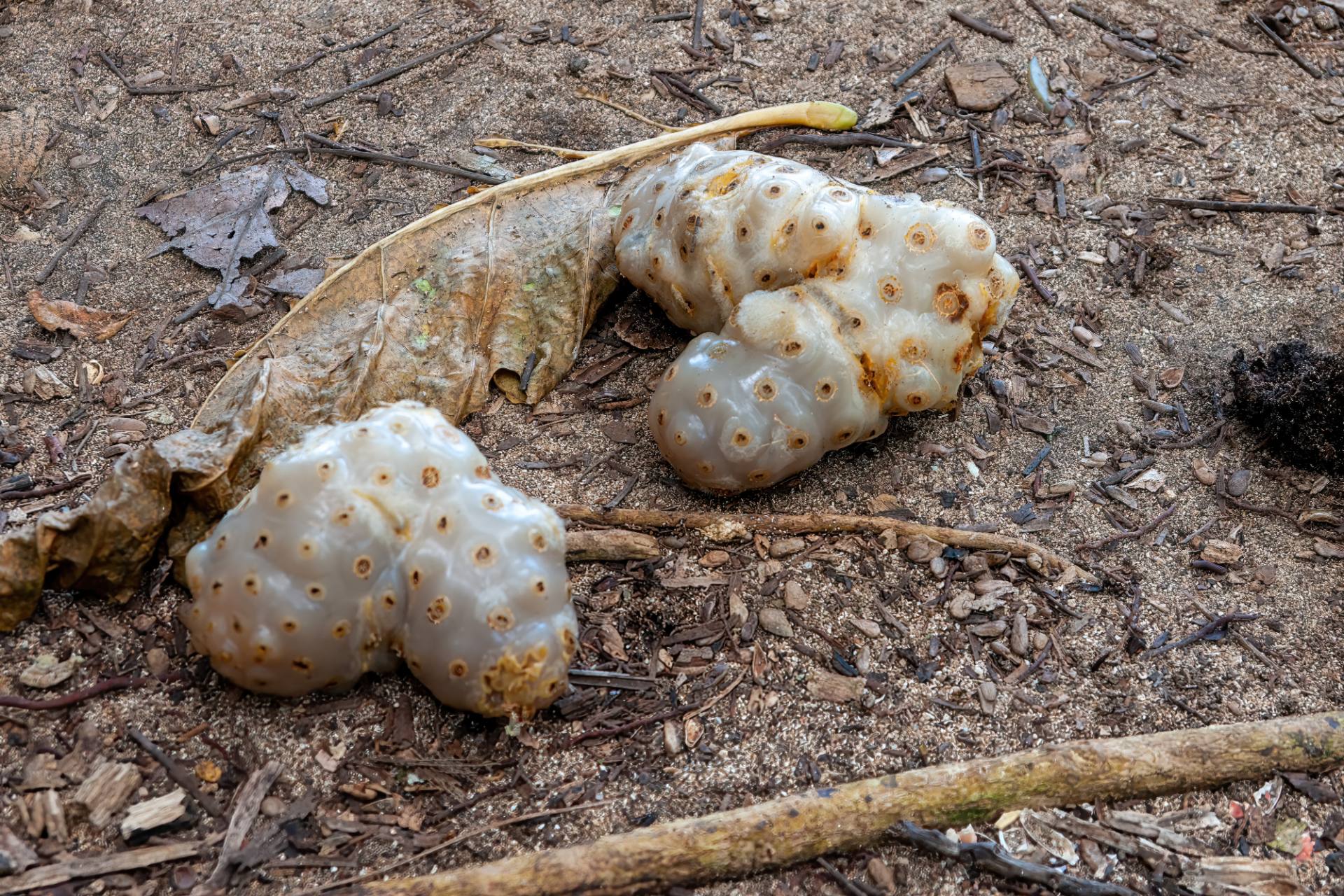 Noni-Frucht (Morinda citrifolia)